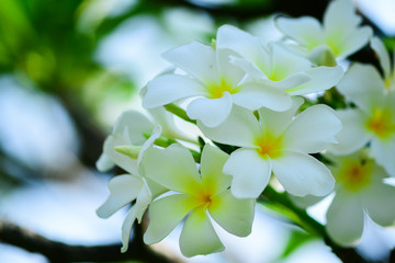 Obraz premium Closeup and Selective Focus White Plumeria Flower on the tree.