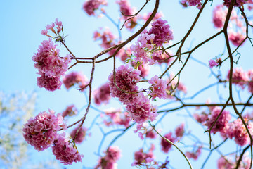 Closeup and Selective Focus Pink trumpet tree flower on the tree and blue sky.