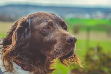 The setter dog sitting on the outdoor