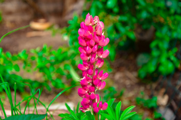 Wild lupine flower in full bloom