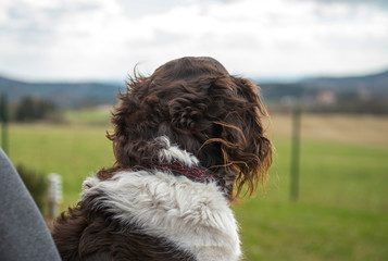 The setter dog sitting on the outdoor