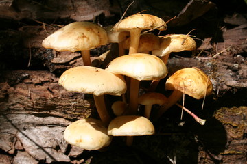 various mushrooms in the forest