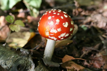 various mushrooms in the forest
