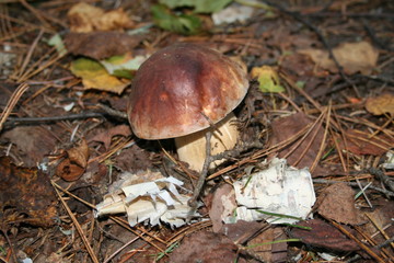 various mushrooms in the forest