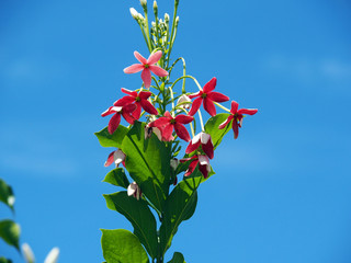 Pink and white wild Combretum Indicum or Chinese honeysuckle or Rangoon creeper flowers with clear...