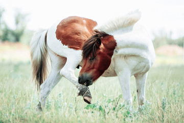 Two brown and white Pinto horses - 275267746