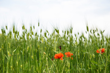 poppy flower and wheat field netherlands