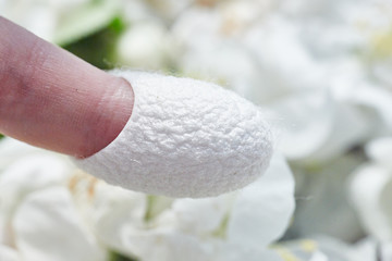 silkworm cocoon on the finger. close-up. For beauty treatments.