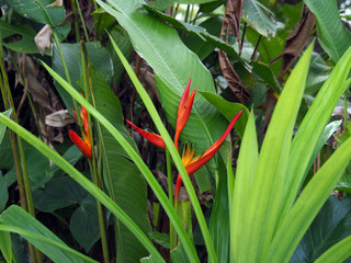 Red and orange Strelitzia plant with flowers in a forest in tropical Suriname South-America