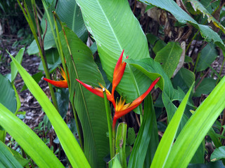 Red and orange Strelitzia plant with flowers in a forest in tropical Suriname South-America