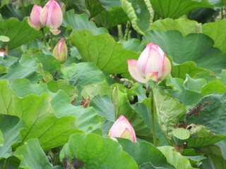 初夏の昼下がり、雨の平木橋と蓮池