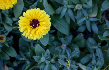 Close shot of English marigold flower. Close up and blurred background.