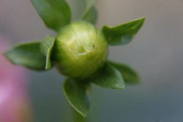 Naturaleza macro