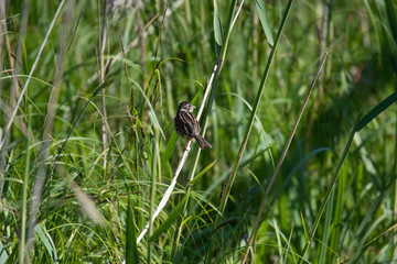 Common reed bunting on a reed the bird protection area Hjälstaviken close to Stockholm