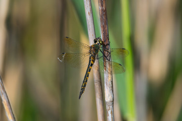 Dragonfly sitting on a reeds