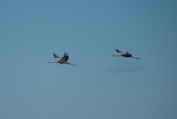 Cranes flying over the bird protection area Hjälstaviken close to Stockholm