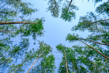 The pine tree view looks from the bottom up to the sky.