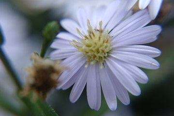 Naturaleza macro