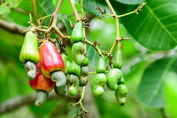 Cashew nut on the tree,Cashew or Anacardium occidentale or marañón.
