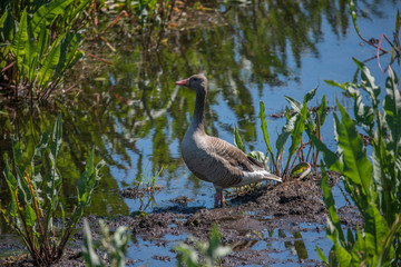 Greylag goose on a mud bank in the  the bird protection area Hjälstaviken close to Stockholm