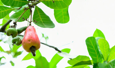 Cashew nut on the tree,Cashew or Anacardium occidentale or marañón.