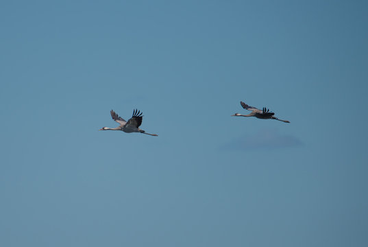 Cranes flying over the bird protection area Hj&auml;lstaviken close to Stockholm