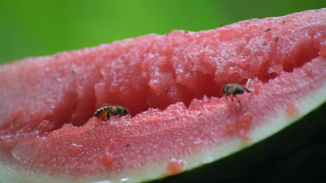 Bees sucking sweet on freah watermelon in garden