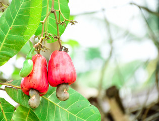 Cashew nut on the tree,Cashew or Anacardium occidentale or marañón.