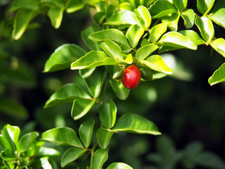 Red berries with green leaves background in tropical Suriname South-America