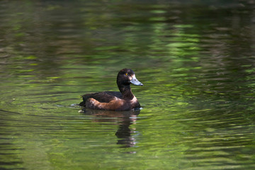 Tufted duck in a pond on the Drottningholm island Stockholm