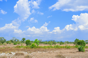 Fototapeta na wymiar The beauty of grassland, trees and blue skies Of Phra Thong Island Kuraburi District, Phang Nga Province, Thailand.
