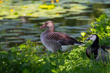 Greylag goose in a pond at the Drottningholm island in Stockholm