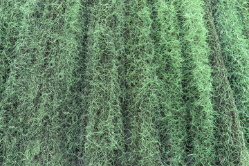 Spanish Moss beside the wall