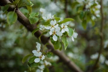 Flowers of the apple tree. Seminal part of the plant, consisting of the reproductive organs of stamens and fruits, which are usually surrounded by a brightly colored corolla. bright summer day
