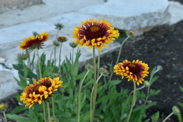 Colorful decorative summer garden flowers.