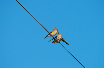 European goldfinch feeding young bird on a wire