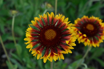 Colorful decorative summer garden flowers.