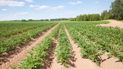 Fototapeta na wymiar Rows of potatoes on the farm field. Cultivation of potatoes in Russia. Landscape with agricultural fields in sunny weather.