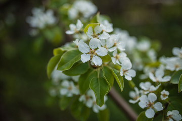 Flowers of the apple tree. Seminal part of the plant, consisting of the reproductive organs of stamens and fruits, which are usually surrounded by a brightly colored corolla. bright summer day