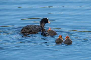 Cote with chicks in a pond in Stockholm
