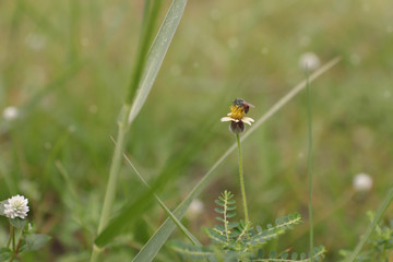 Little Bee and Grass Flower