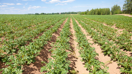 Fototapeta na wymiar Rows of potatoes on the farm field. Cultivation of potatoes in Russia. Landscape with agricultural fields in sunny weather. Landscape with agricultural fields in sunny weather. A field of potatoes in