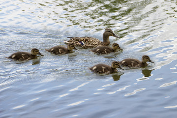 Duck family on a boat trip.