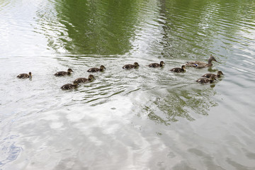 Duck family on a boat trip.