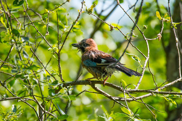 Juvenlie eurasian jay on a branch at the lake Kyrksjön, in Stockholm
