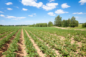 Fototapeta na wymiar Rows of potatoes on the farm field. Cultivation of potatoes in Russia. Landscape with agricultural fields in sunny weather. A field of potatoes in the countryside.