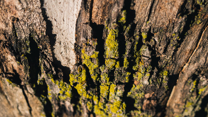 bark of a tree