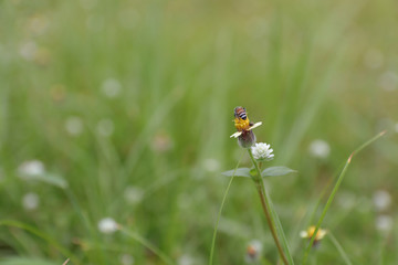 Little Bee and Grass Flower