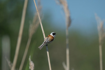 Eurasian penduline tit on a reeds