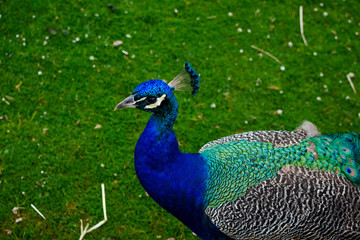 Obraz premium Pavo real